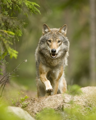 WildSweden